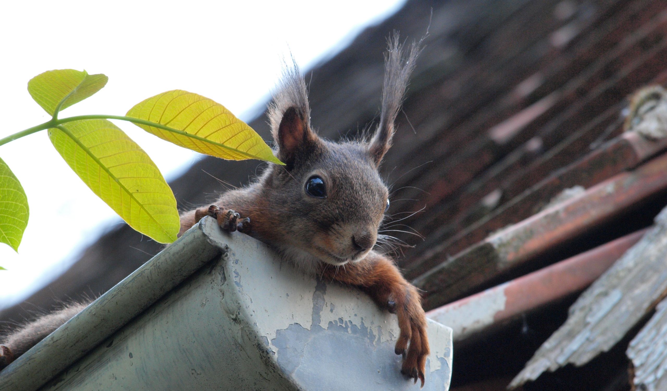 rain-gutter-guards-small-animal squirrel demonstrating why you need gutter guards